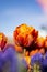 Orange Double Tulip Flower with blurred background Vertical blue flowers in foreground blue sky 2