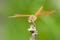 Orange dragon fly resting on branch