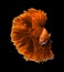 Orange dragon siamese fighting fish, betta fish isolated on black background.