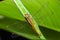 Orange dragonfly above the leaf. Winged insects and long tails