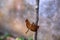 Orange dragonfly on a branch tree with blur background