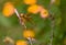 Orange Dragonfly on Perch in Arizona Desert