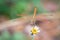 Orange dragonfly perched on a white flower against