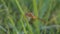 Orange Dragonfly Stay On The Grass