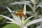 Orange Dragonfly on White Plant