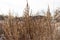 An orange dry sagebrush grass with frost on the top is on a beautiful blur background with bokeh light in winter