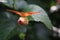 Orange Dryas Julia longwing butterfly