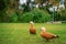 Orange duck Ogar walks on the green grass
