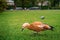 Orange duck Ogar walks on the green grass