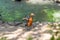 Orange duck shelduck stands on the railing and spreads his wings in a green Park. The ruddy shelduck. , known in India