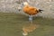 An orange duck standing at the pond