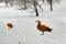 Orange Duck standing in snow. View from side, in profile. Wintering birds. minimalism