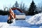 Orange dump truck empties a load of snow after several winter snow storms