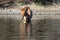 Orange dun wild horse mare eating eel grass near Coons Bluff in the Salt River outside Mesa Arizona USA