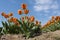 Orange dutch tulips and blue sky in holland