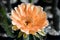 Orange Echinopsis hybrid flower on dark background