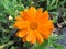 ORANGE ENGLISH MARIGOLD close up