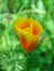 Orange eschscholzia bud (California poppy)