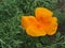 Orange eschscholzia (California poppy)