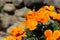 Orange eschscholzia californica. Flowers eshsholtsiya. Yellow poppies close-up. Home garden. Copy space