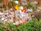 Orange eschscholzia, mountain flower