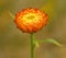 Orange everlasting daisy Bracteantha bracteata flower