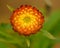 Orange everlasting daisy Bracteantha bracteata flower from top