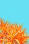 Orange, exotic plant on bright, blue background, minimalistic