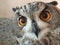 Orange Eyes Eagle Owl