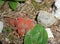 Orange fairy cup mushroom in the mountains