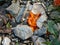 Orange fairy cup mushroom in the mountains of italy