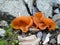 Orange fairy cup mushroom in the mountains of italy