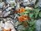 Orange fairy cup mushroom in the mountains of italy