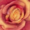 Orange fake rose flower closeup