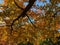 Orange Fall Foliage Canopy in November in Autumn