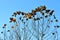 Orange fall leaves on sweet gum treetops against clear blue sky