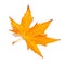 Orange fall maple leaf