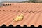 Orange Felis Catus cat charm lying on the roof