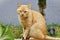 An orange Felis Catus cat sitting on the low wall