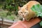 An orange Felis Catus cat on the wall of the house