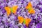 Orange felt butterflies with a sea of purple blossoms