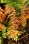 Orange fern