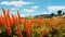 Orange Field Of Flowers: A Maya Rendered Game With Impressive Skies