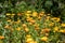 Orange field marigolds in a green garden