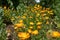 Orange field marigolds in a green garden
