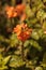 Orange Firecracker flower Crossandra infundibuliformis