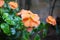 Orange Firecracker flower Crossandra infundibuliformis