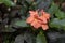 Orange firecracker flowers with green natural background