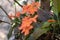 Orange firecracker flowers with green natural background