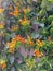 Orange Firecracker Flowers Growing